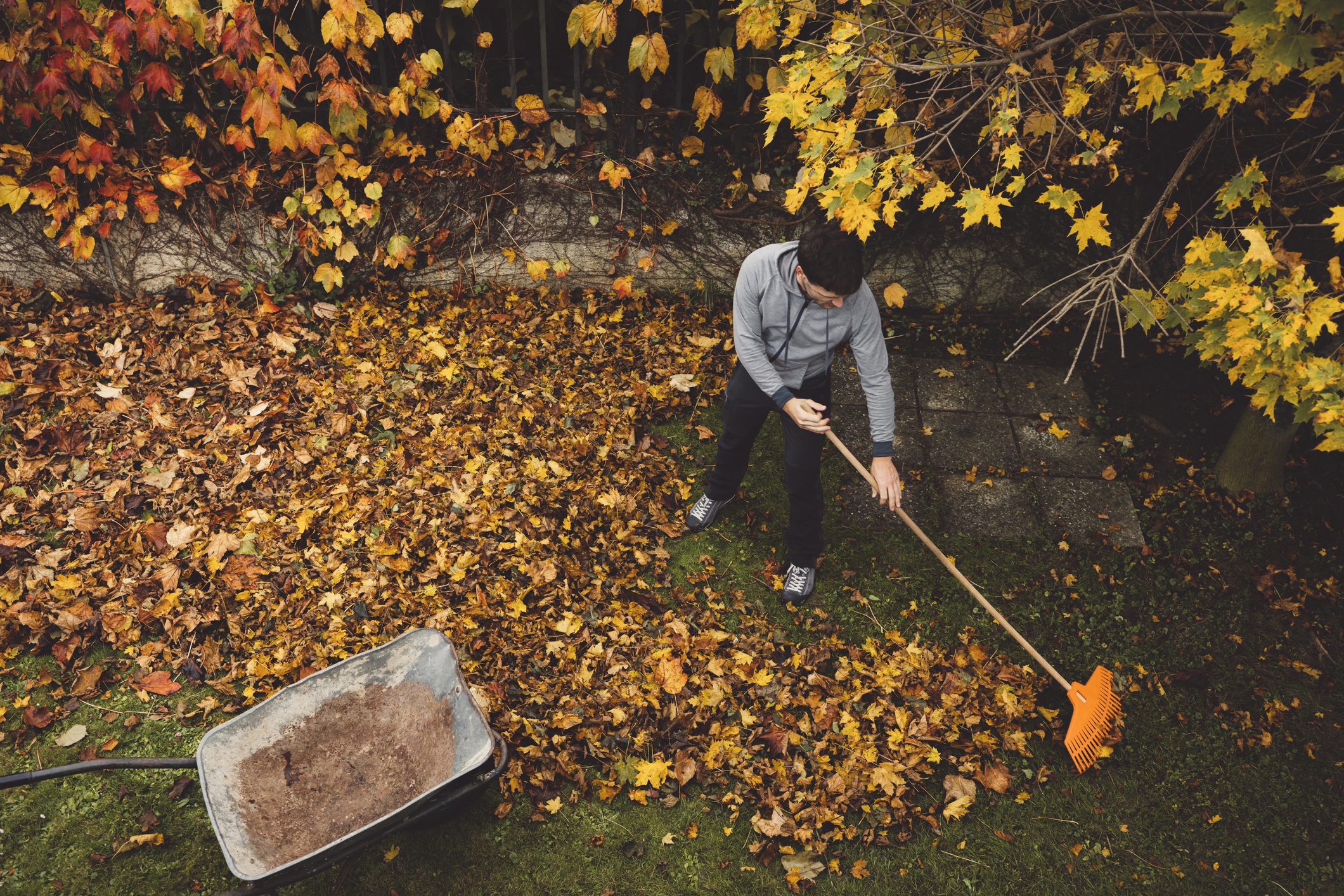 Fall leaves