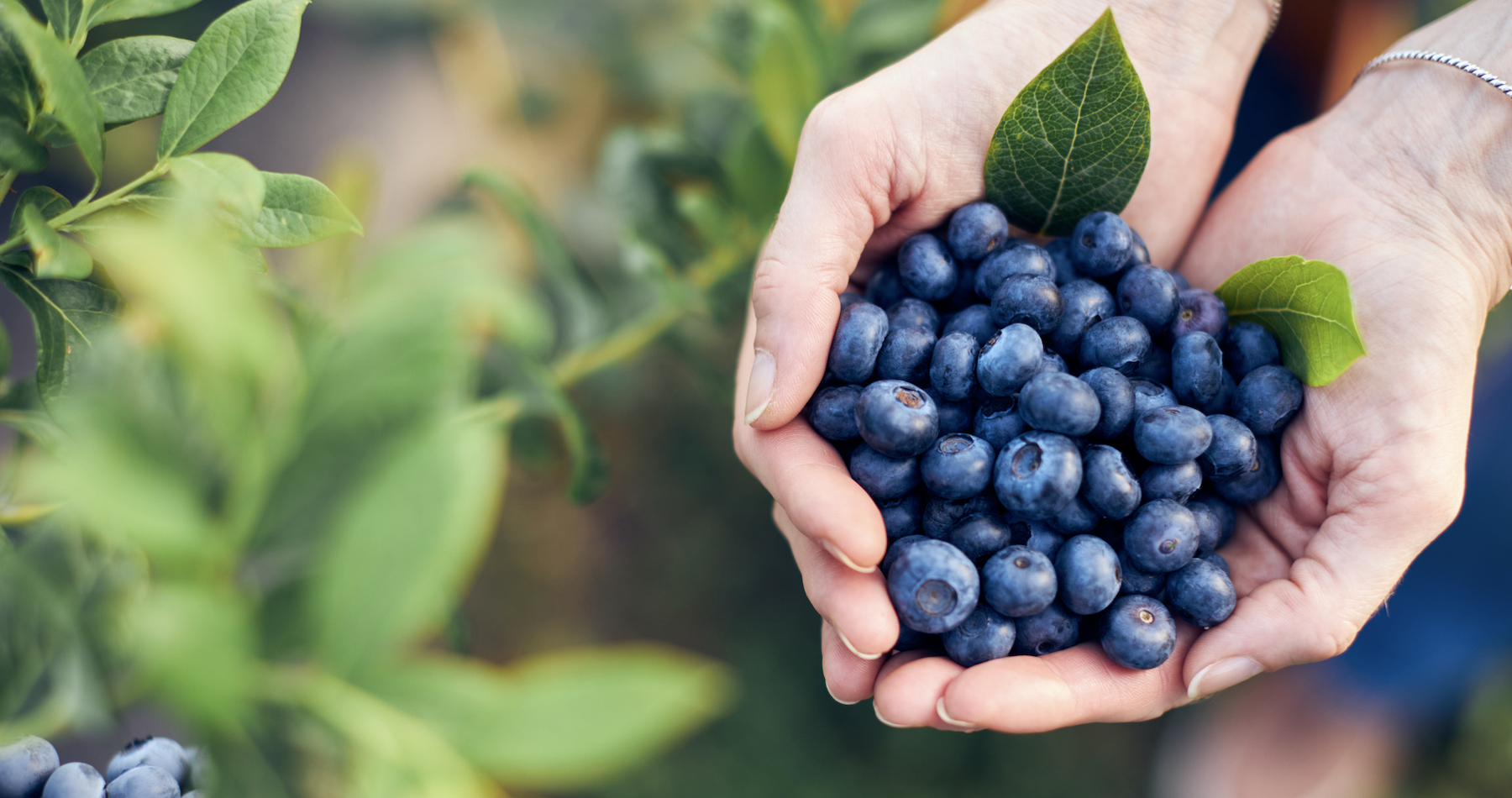 Blueberries banner