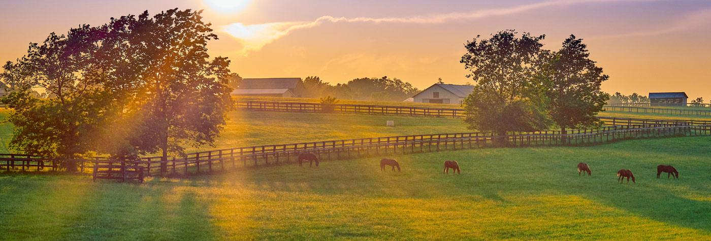 Horses in pasture - GI Cancer Symposium