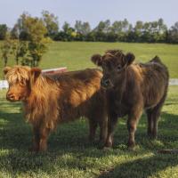 Two small cows on Bruce Drake's farm.