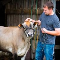 Caleb shows off Puddin, one of his family’s show heifers.