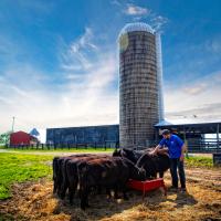 Jacob Tamme pets a brown cow while it and several other cows feed from a trough on his farm.