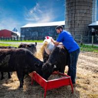 Jacob refills the trough with feed for the cows.