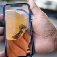 A close-up photo of an iPhone in someone’s hand. On the screen is a picture of the magnets Kristen swallowed after they had been removed.