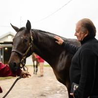 Omar gently pets a horse for sale while looking at it and smiling.