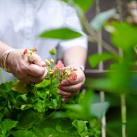 Suzanne removes some old flowers from a blossoming geranium plant.